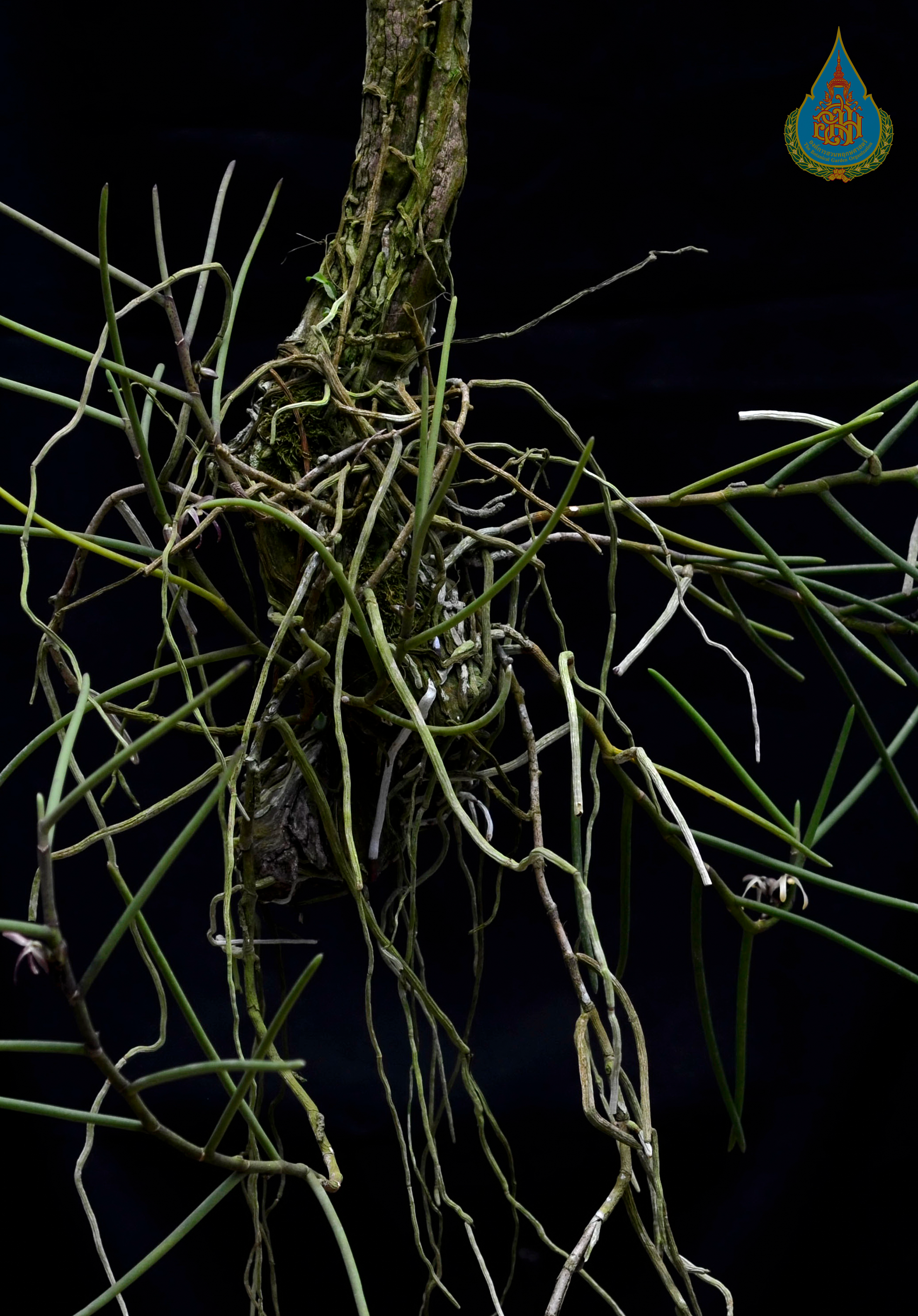 ขอซิง Luisia curtisii Seidenf.<br/>ORCHIDACEAE